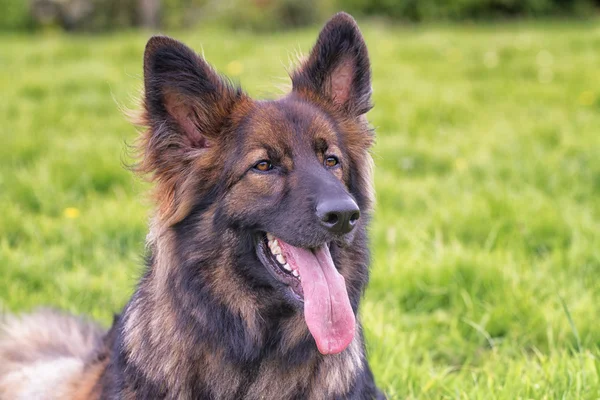 德国牧羊犬放在草地上 — 图库照片