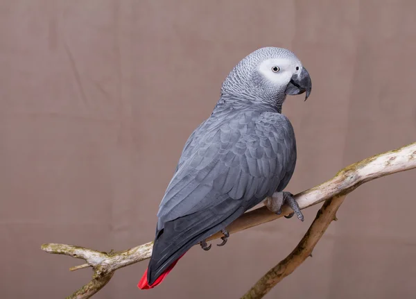 African Grey parrot perched on a wooden stick. — Stock Photo, Image