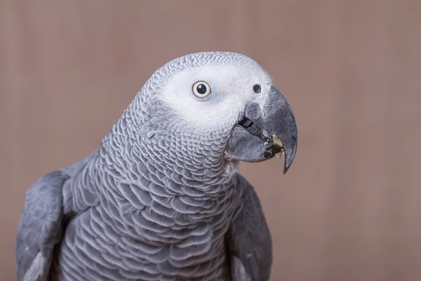 Zbliżenie na głowie papuga szara — Zdjęcie stockowe
