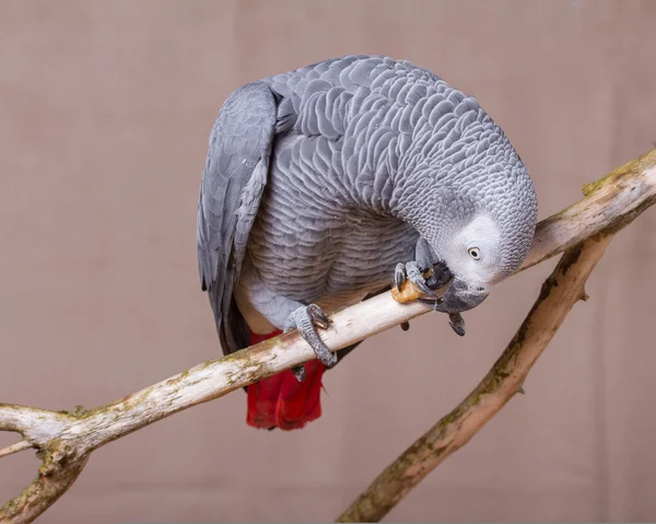 Loro gris africano comiendo una nuez —  Fotos de Stock