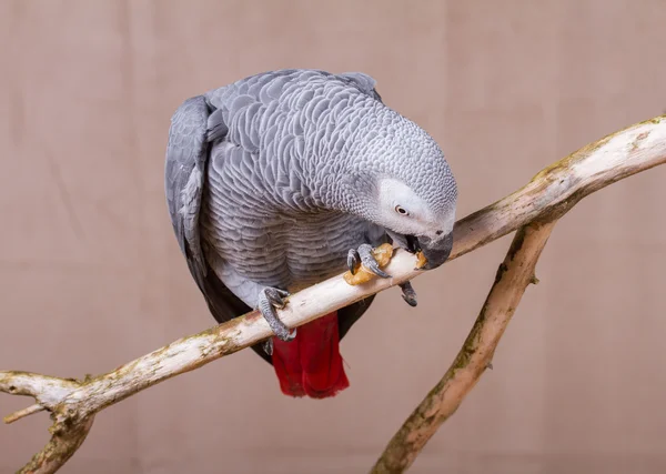 Pappagallo grigio africano mangiare una noce — Foto Stock