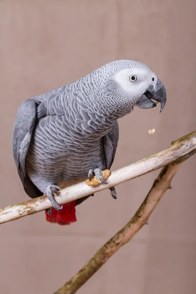 Pappagallo grigio africano mangiare una noce — Foto Stock