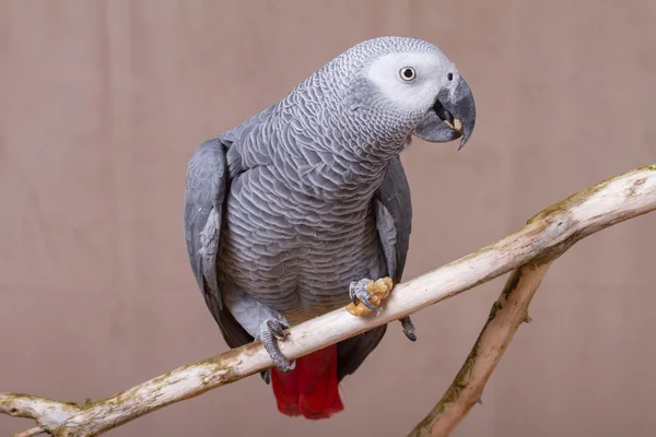 Afrikanischer Graupapagei isst eine Nuss — Stockfoto