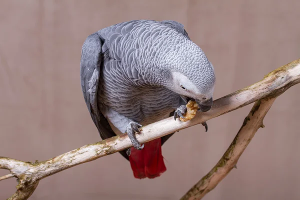 African Grey Parrot eating a nut — Stock Photo, Image