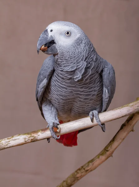 Pappagallo grigio africano mangiare una noce — Foto Stock