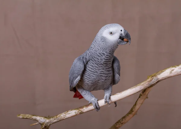 African Grey Parrot eating a nut — Stock Photo, Image