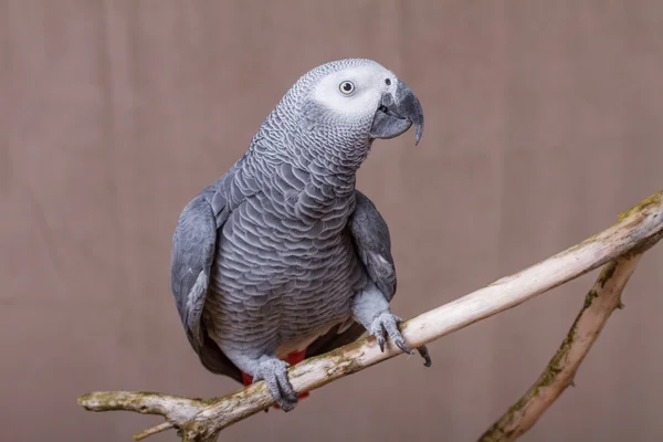 Il pappagallo grigio africano stava su un posatoio di legno naturale — Foto Stock