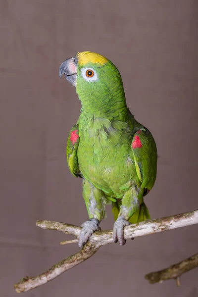 Vertical shot of green parrot perched on a wooden twig.  He is an Yellow Crowned Amazon from South America. — Stock Photo, Image