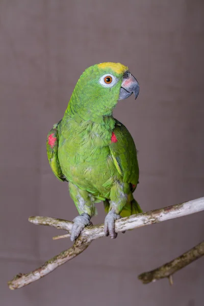 Vertical shot of green parrot perched on a wooden twig.  He is an Yellow Crowned Amazon from South America. — Stock Photo, Image