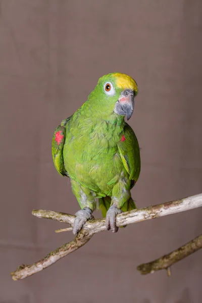 Yellow Crowned Amazon parrot on natural perch — Stock Photo, Image