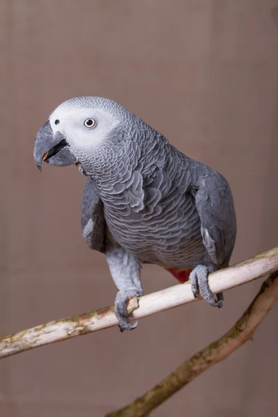 Bir somun yeme Afrika gri papağanı