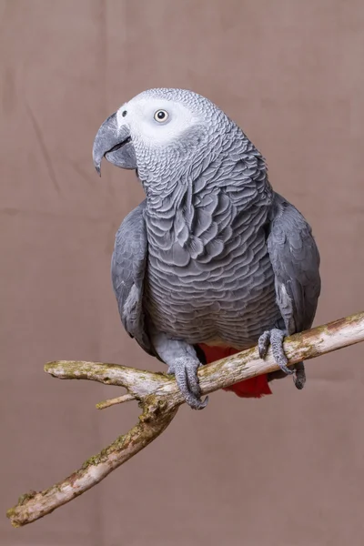 Il pappagallo grigio africano stava su un posatoio di legno naturale — Foto Stock