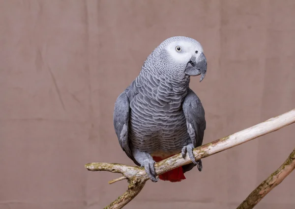 Il pappagallo grigio africano stava su un posatoio di legno naturale — Foto Stock