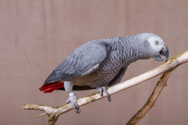 African Grey Parrot on a natural wooden perch Stock Image