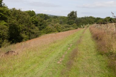 Uzun otların arasında yaz çayır