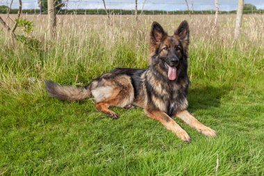 Alman çoban köpek çim üzerinde koydu