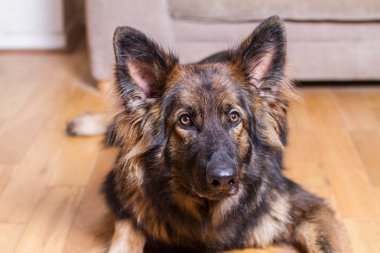 Alman çoban köpek bir ahşap zemin koydu