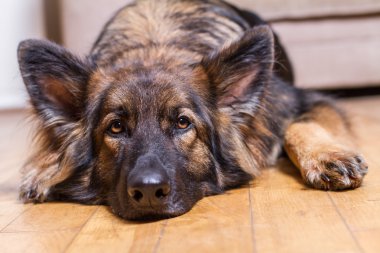 Alman çoban köpek kafasını bir ahşap zemin üzerinde dinlenme
