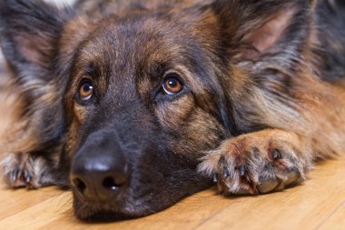 Alman çoban köpek ahşap zemin üzerinde dinlenme 