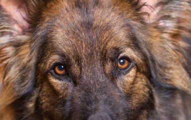Alman çoban köpek gözlerini kapat
