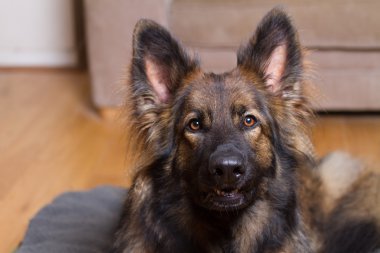 Alman çoban köpek yatağının üzerinde