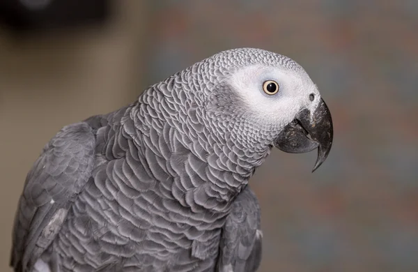 African Grey parrot head and wings — Stock Photo, Image