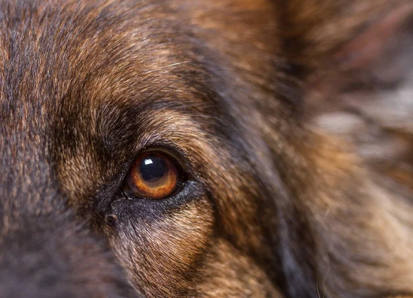 Alman çoban köpek ya da Alsas yakından bir göz