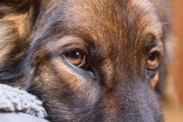 Close up of German Shepherd Dog eyes