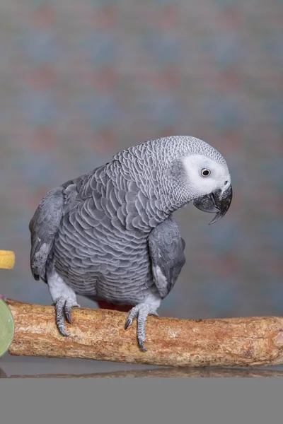 African Grey Parrot looking down at the floor — Stock Photo, Image