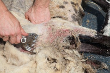 Güdülmesini koyun sinek ile strike