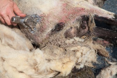 Güdülmesini koyun sinek ile strike