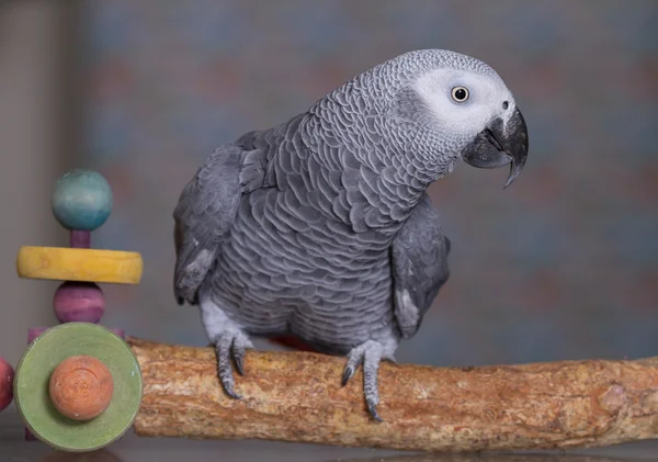 African Grey parrot stood on a natural wooden perch — Stock Photo, Image