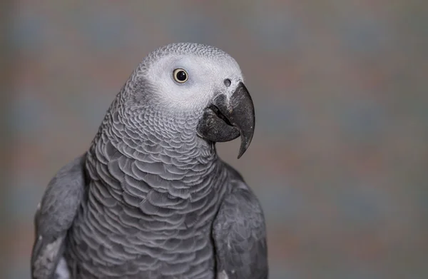 African Grey parrot head and wings — Stock Photo, Image