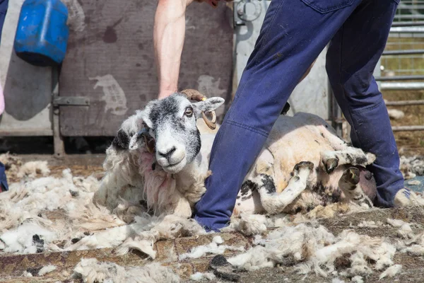 Farmer shearing a sheep — Stock Photo, Image