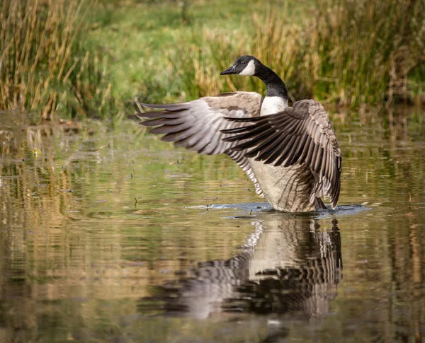 Kanada Kazı grass banka nehir gölet kenarında durdu.