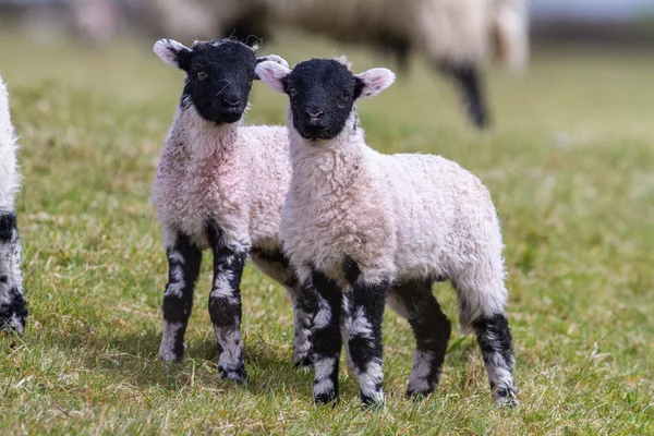 Kanada Kazı grass banka nehir gölet kenarında durdu.
