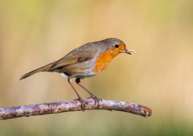 Kanada Kazı grass banka nehir gölet kenarında durdu.