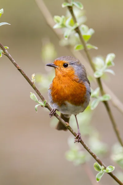 Cute European robin on a willow branch with a natural background — Stock Photo, Image