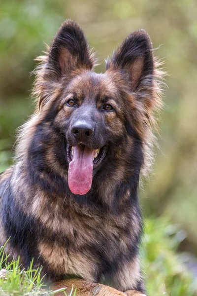 Longo cabelo alemão Shepherd Dog Alsaciano com é língua para fora tomadas em formato vertical . — Fotografia de Stock