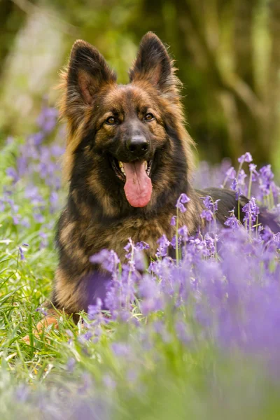 Alman çoban köpek Alsas bluebells Woods ile çekilen dikey biçim dilini mi.