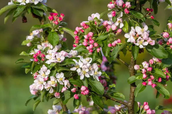 Pembe ve beyaz altın Hornet Malus elma ağaçları yakın çekim.