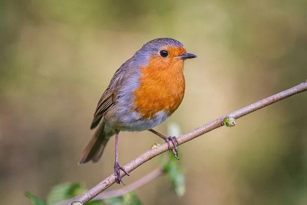 European robin in a branch in a woodland with a natural background setting. — Stock Photo, Image