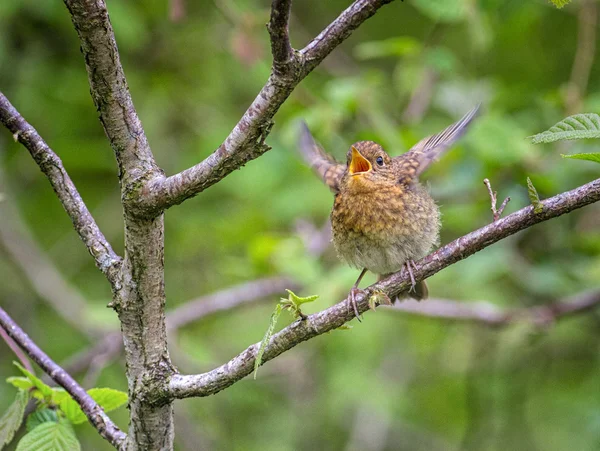 Robin europeo en una rama en un bosque con un entorno natural . — Foto de Stock