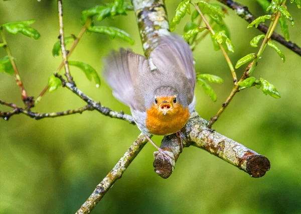 European robin in a branch in a woodland with a natural background setting. — Stock Photo, Image