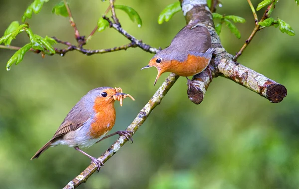 European robin in a branch in a woodland with a natural background setting. — Stock Photo, Image