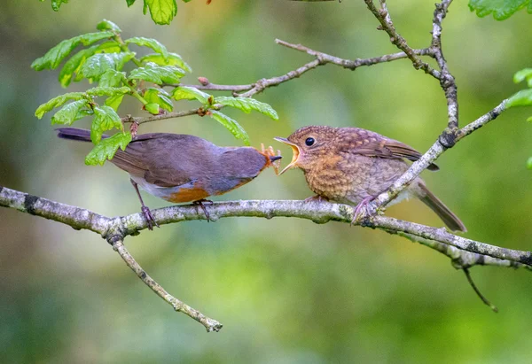 European robin in a branch in a woodland with a natural background setting. — Stock Photo, Image