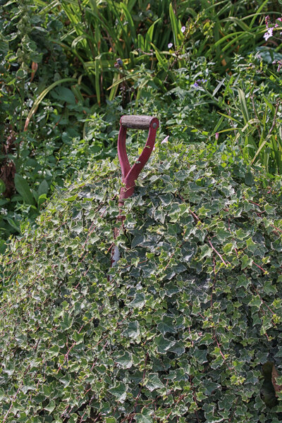 Fork handle overgrown by ivy long forgotten by the gardener.