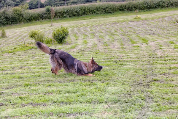 German Shepherd Dog Alsatian doing a play bow on grass — Stock Photo, Image