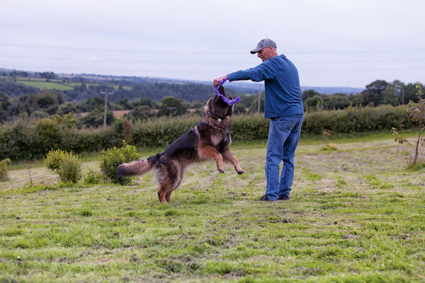 Man playing tug of war with his dog outside on the grass