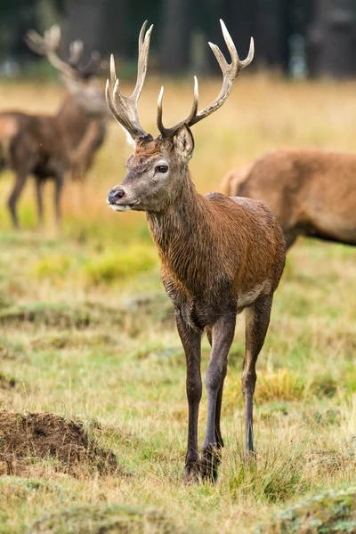 Young stag deer in the wild taken in vertical format — Stock Photo, Image